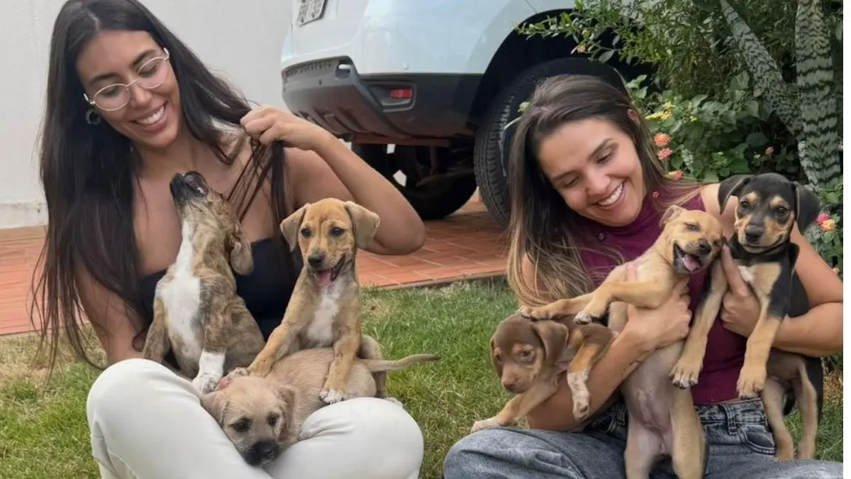 Grupo de proteção animal acumula dívida de R$ 13 mil e teme fechar em Goiânia: ‘Não temos como fazer nada’