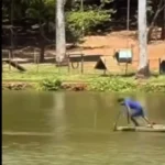 Homem é detido após tomar banho em lago onde prática é proibida em Goiânia
