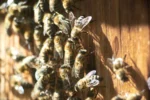 Idoso morre após ataque de abelhas em fazenda de Santa Terezinha de Goiás
