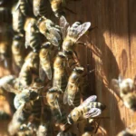 Idoso morre após ataque de abelhas em fazenda de Santa Terezinha de Goiás