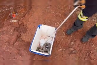 Jiboia é resgatada com ferimentos após incêndio florestal no Guará