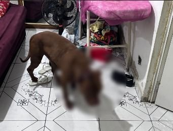 Menina de três anos morre após ataque de pitbull na Zona Oeste do Rio