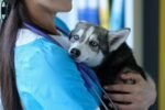 Mulher é presa após atuar como médica veterinária sem ter diploma