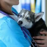 Mulher é presa após atuar como médica veterinária sem ter diploma