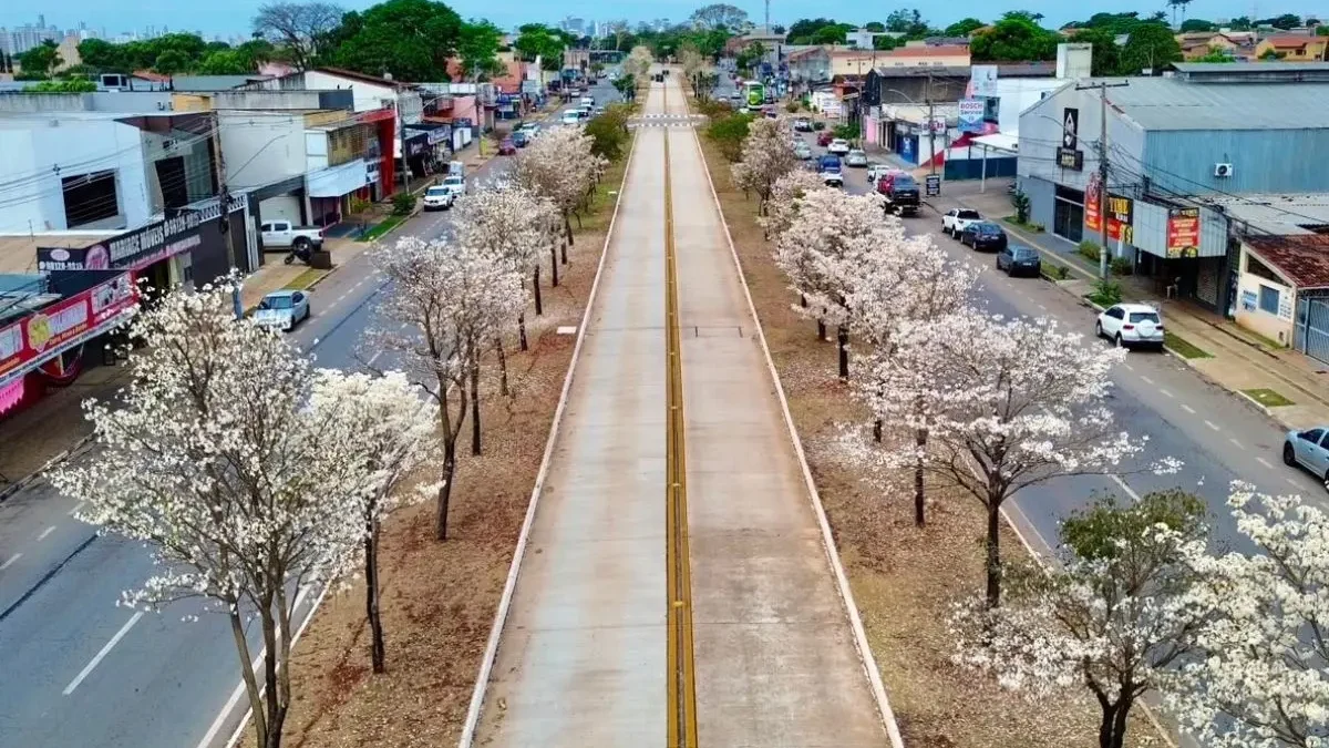 Por que os ipês-brancos florescem na seca? Entenda o processo que transforma paisagem de Goiânia