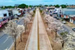 Por que os ipês-brancos florescem na seca? Entenda o processo que transforma paisagem de Goiânia
