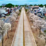 Por que os ipês-brancos florescem na seca? Entenda o processo que transforma paisagem de Goiânia
