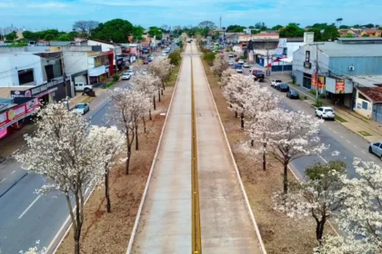Por que os ipês-brancos florescem na seca? Entenda o processo que transforma paisagem de Goiânia