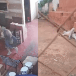Por um fio: ladrão desmaia após ser atacado por cão em tentativa de furto