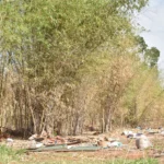 Prefeitura de Aparecida instala 70 novas câmeras de vigilância para combater descarte irregular de entulhos