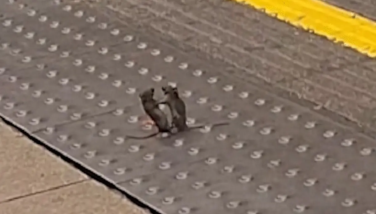 Ratos são flagrados ‘lutando MMA’ em estação de metrô de Londres