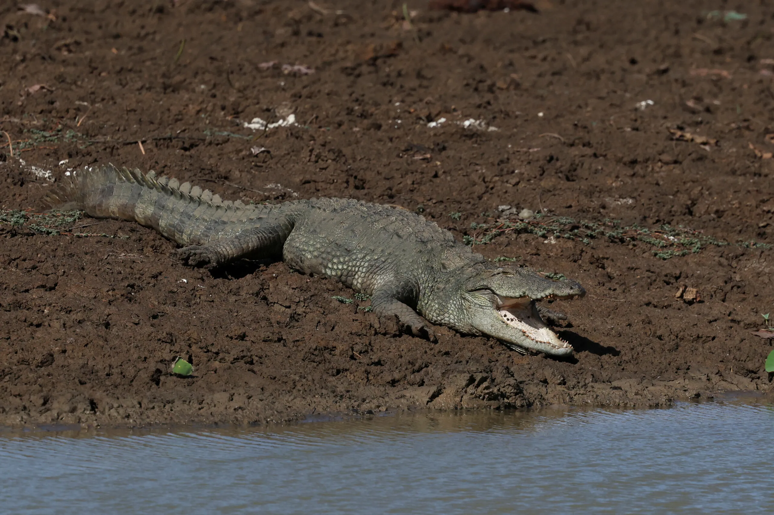 Rio com 500 crocodilos é aprovado para sediar remo e canoagem em Brisbane 2032