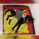 Servidores da PF fazem vaquinha para pagar tratamento de cão atropelado