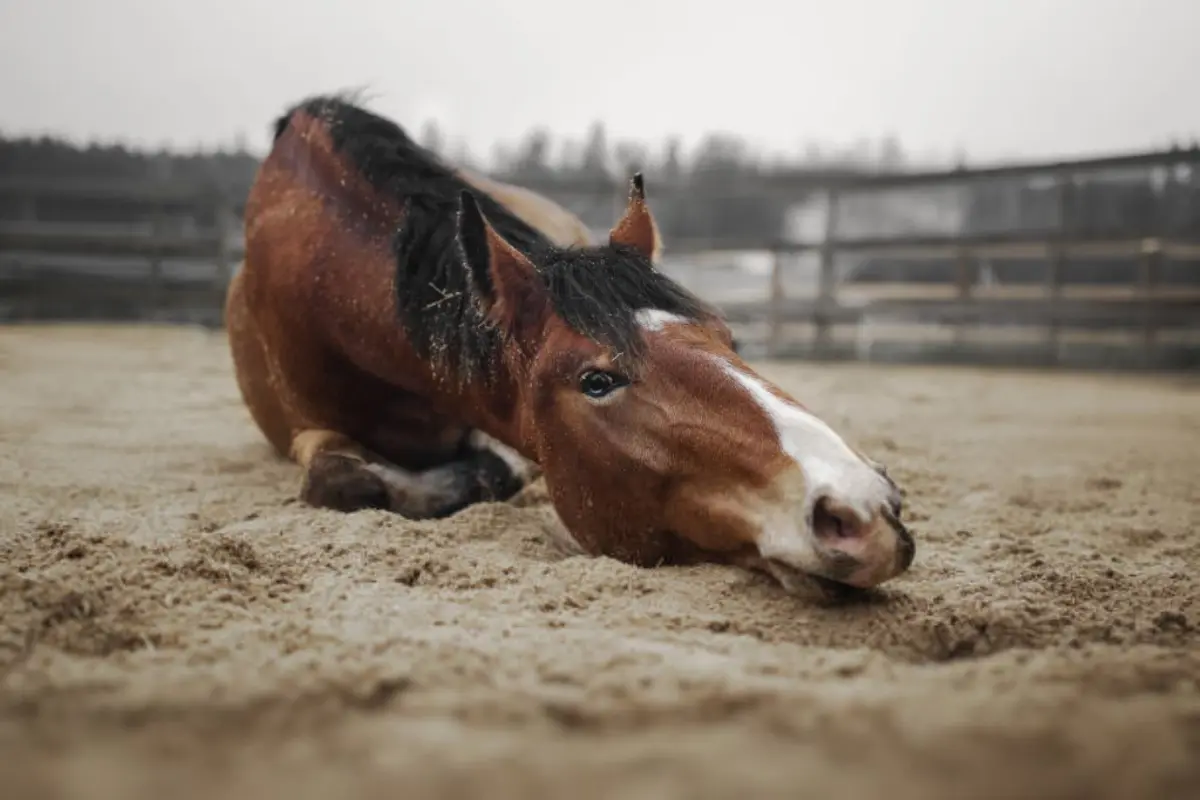 Sete cavalos morrem após contrair raiva em fazenda de Santa Helena de Goiás