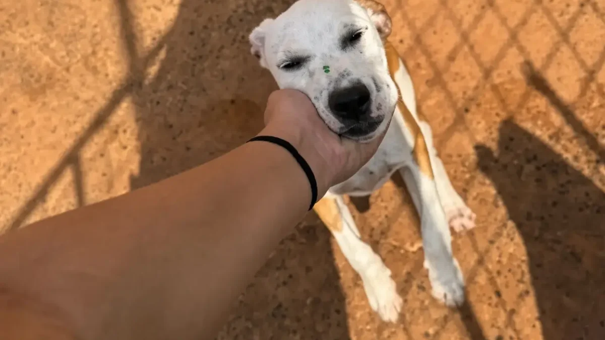 Site criado em Rio Verde lista cães e gatos à espera de adoção; alguns já conseguiram lar