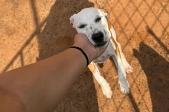 Site criado em Rio Verde lista cães e gatos à espera de adoção; alguns já conseguiram lar