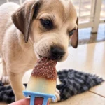 Sorvete à vontade e cães para adoção se encontram em evento em Goiânia