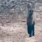 ‘Trem lindo’: empresário encontra filhote de lobo-guará em Palmelo, no interior de Goiás