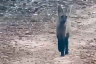 ‘Trem lindo’: empresário encontra filhote de lobo-guará em Palmelo, no interior de Goiás