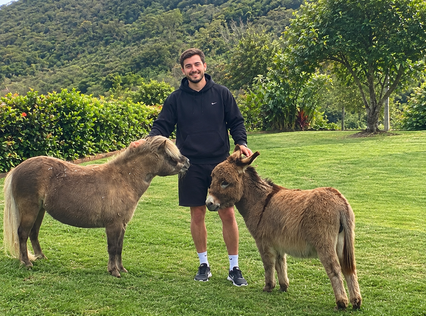 Três minutos com um burro em miniatura pode melhorar o seu humor, diz estudo