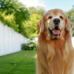 Tucker, golden retriever famoso na web, morre após diagnóstico de câncer