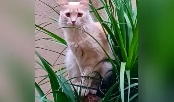 Um ano sem Loirinho: tutora ainda espera reencontrar gato desaparecido no Parque Amazônia, em Goiânia