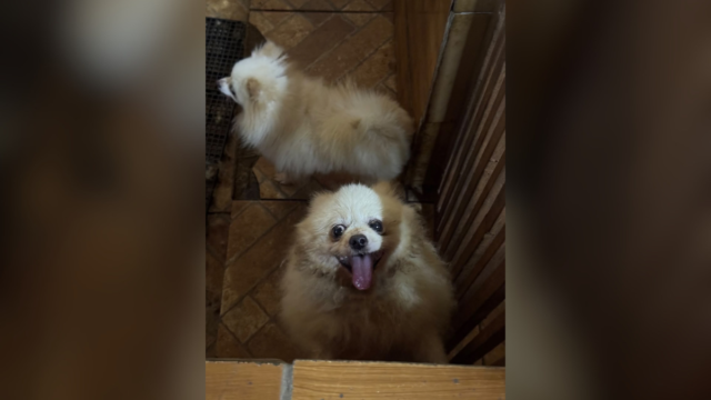 28 cães são resgatados de canil clandestino em ferro-velho no Rio