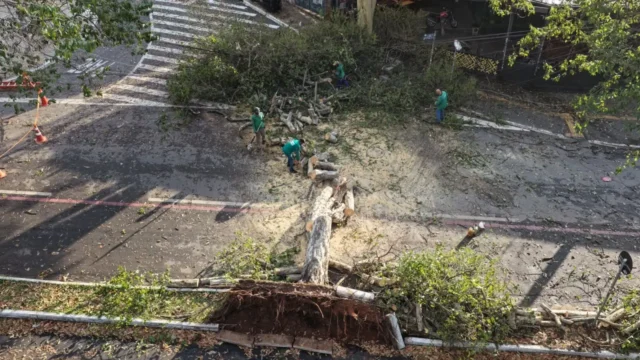 Amma enviará novo relatório técnico ao MPGO reforçando retirada de árvores condenadas no Lago das Rosas