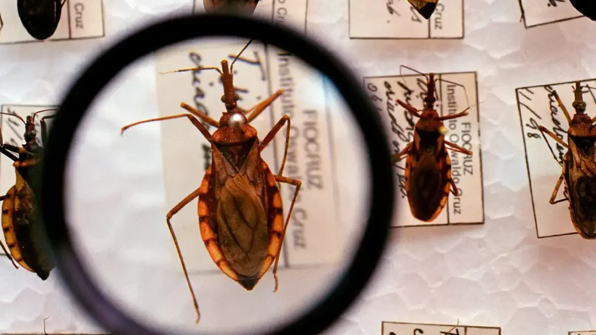 Barbeiros mais que dobram em Goiânia, e um já tinha parasita da doença de Chagas