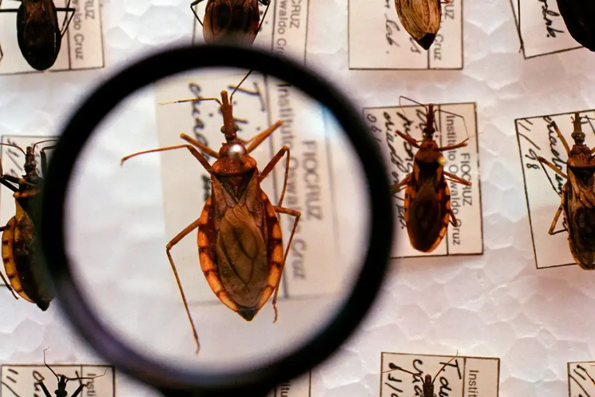 Barbeiros mais que dobram em Goiânia, e um já tinha parasita da doença de Chagas