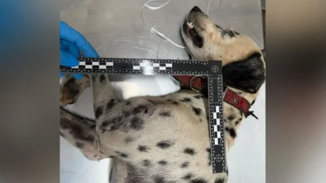 Cachorro agredido pelo tutor com uma pá terá que passar por cirurgia na pata, em Goiânia