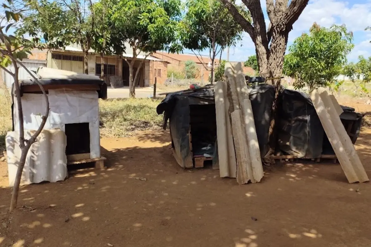‘Cãodomínio’: cães ganham casinhas em praça de Goiânia e agora precisam de padrinhos