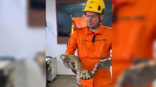 De onça a lagartos: bombeiros resgatam um animal silvestre por hora em Goiás