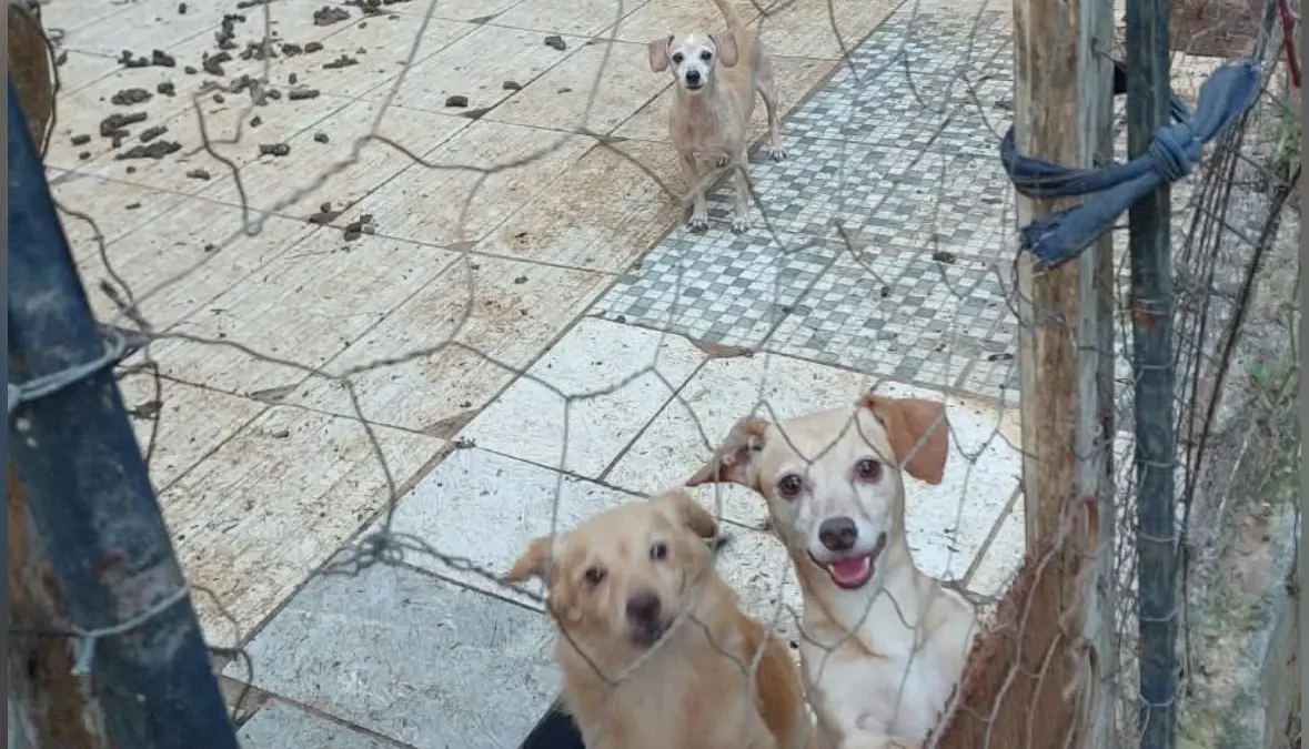 Desempregada e com aluguel atrasado, protetora teme perder abrigo de 56 animais em Goiânia
