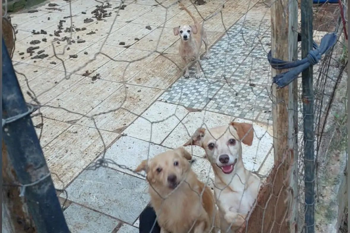 Desempregada e com aluguel atrasado, protetora teme perder abrigo de 56 animais em Goiânia