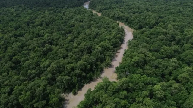 Desmatamento cai 41,8% na Amazônia e 23,8% no Cerrado em um ano