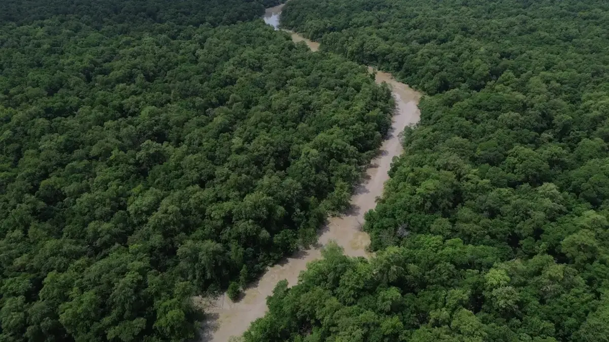 Desmatamento cai 41,8% na Amazônia e 23,8% no Cerrado em um ano