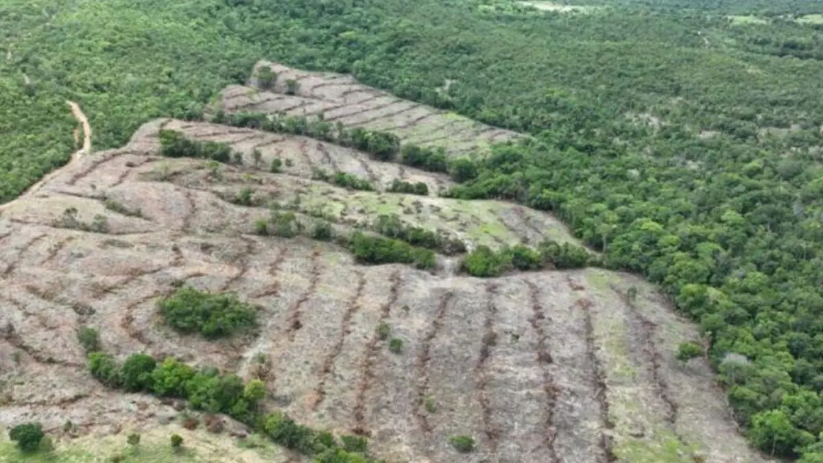 Desmatamento em Goiás recua 18,9% em 2026, diz MapBiomas