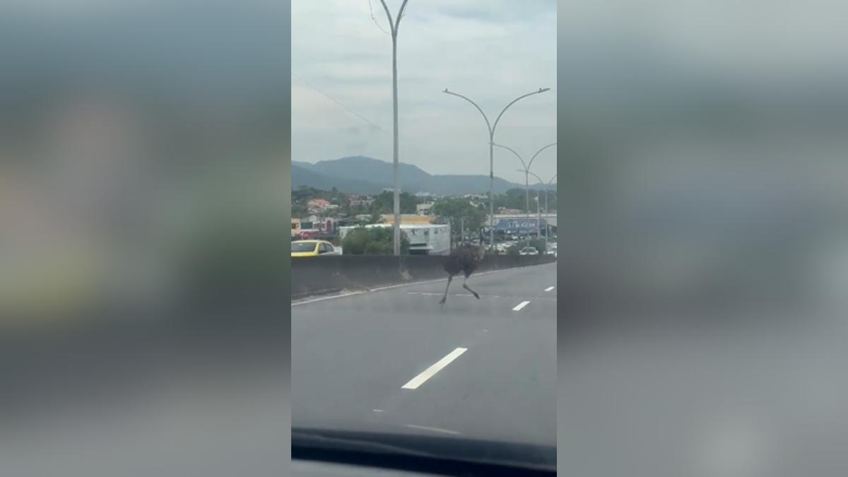 Emu da Austrália é flagrado andando em viaduto de Campo Grande