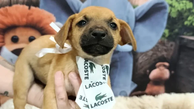 Evento de adoção reúne 25 cães e gatos à espera de um lar em Aparecida de Goiânia