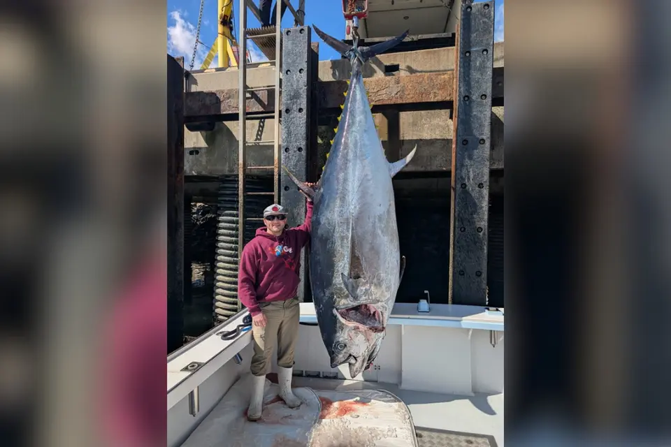 feed-image-1791486991 Pescador bate recorde e fisga atum gigante de mais de 500 quilos; veja foto
