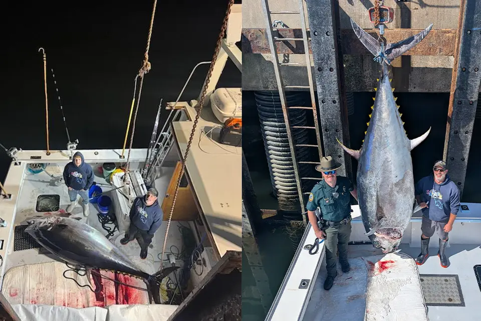 feed-image-1791486992 Pescador bate recorde e fisga atum gigante de mais de 500 quilos; veja foto