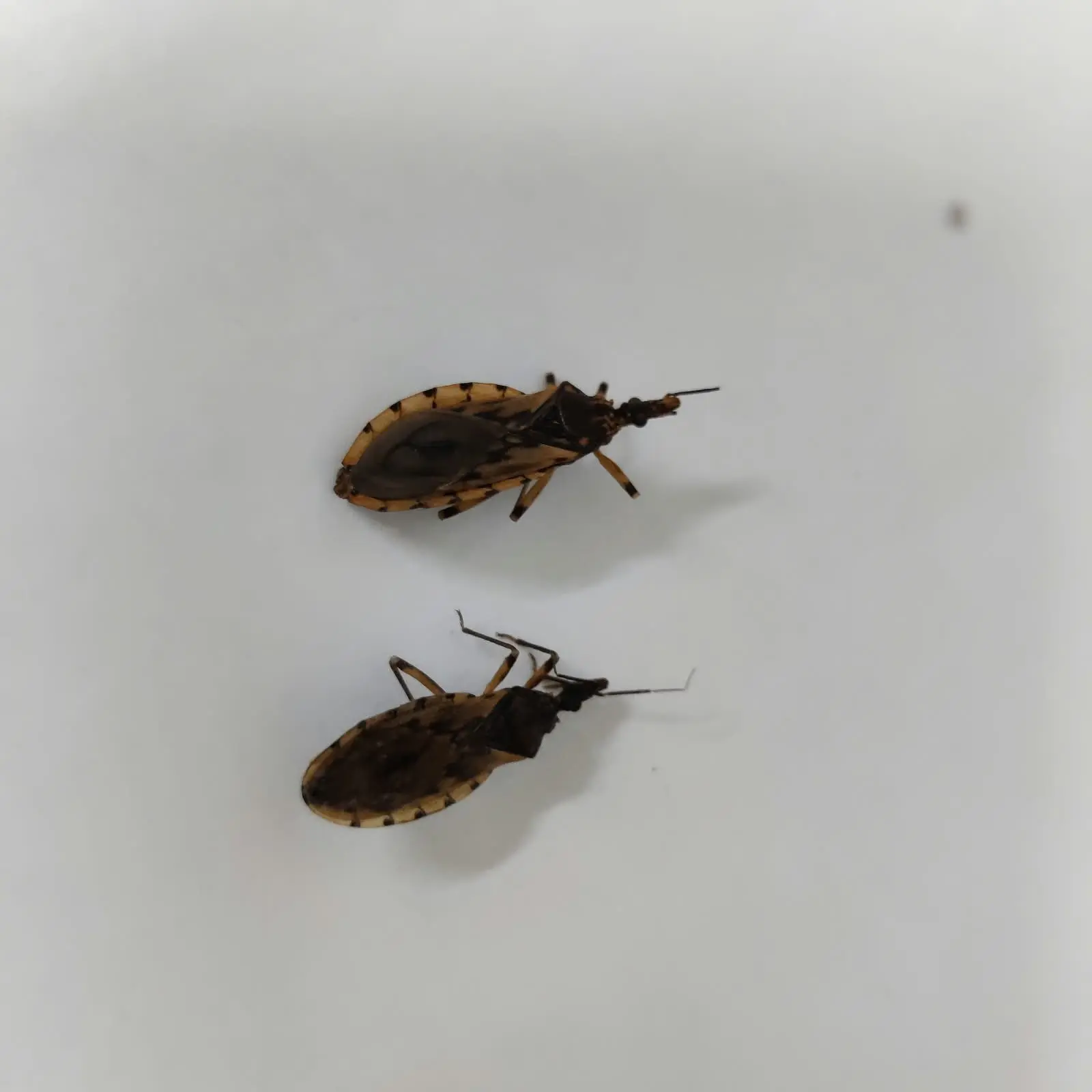 feed-image-1791898748 Aumento de barbeiros em Goiânia supera 100% em 2026 e acende alerta para a doença de Chagas