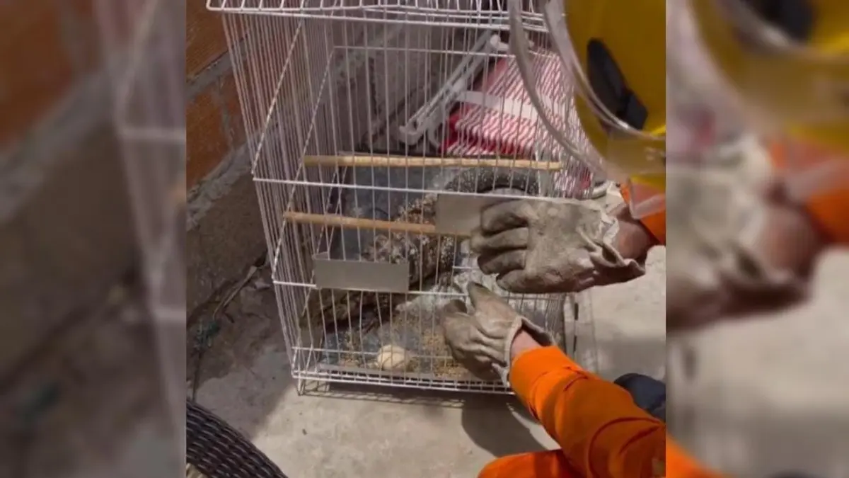 Garoto de 10 anos mobiliza bombeiros após capturar teiú em Jataí