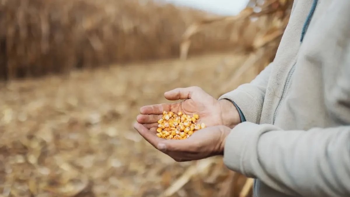GO: Trabalhador usa produto errado, destrói 100 hectares de milho e causa prejuízo de R$ 900 mil