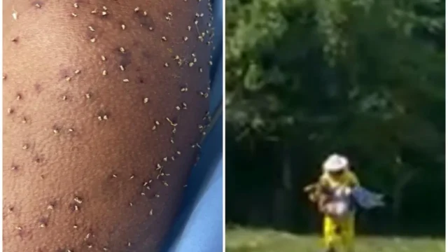Homem é atacado por enxame de abelhas na zona rural de Itapuranga