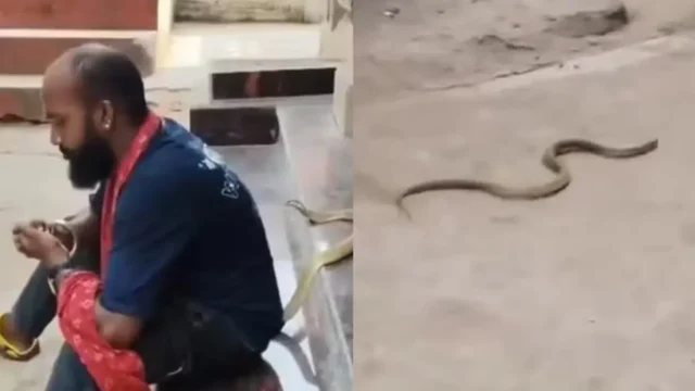 Homem morre após ser picado por cobra venenosa enquanto gravava vídeos na Índia