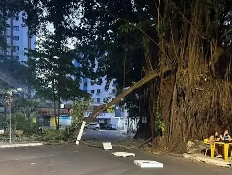 Laudo da polícia confirma risco em gameleiras da Praça da Cirrose