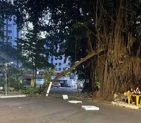 Laudo da polícia confirma risco em gameleiras da Praça da Cirrose