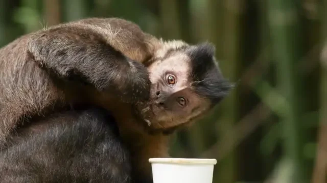 Macaco-prego invade casa, bebe álcool, toma remédios e agride moradores em Salvador